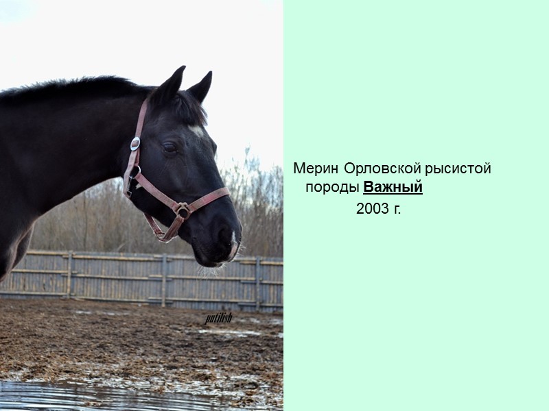 Мерин Орловской рысистой породы Важный         